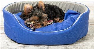 Best bed sales for yorkie